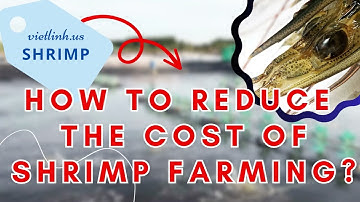 How to reduce the cost of shrimp farming?