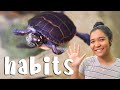 TURTLE CARE HABITS for happy, healthy turtles! ✨