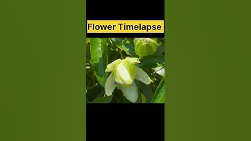 Flower Timelapse 🌼🌼#timelapse #flowertimelapse#shorts