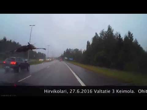 Varokaa hirviä - Raju hirvikolari tallentui videolle Keimolassa 27.6.2016