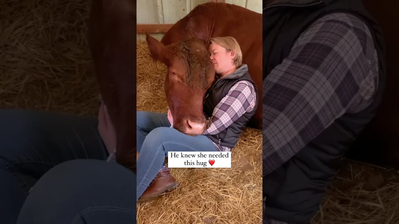 Cows Hugs Are Healing