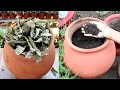 Leaf Compost | पत्तियों की खाद बनाएं घर पे बस 3 म