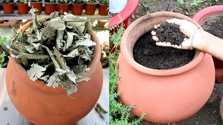 Leaf Compost | पत्तियों की खाद बनाएं घर पे बस 3 महीने में | Quick & Easy Method