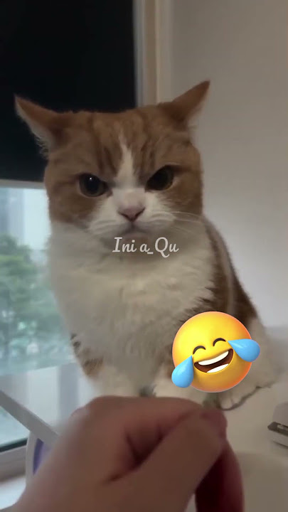 The cat is angry #shorts #cutecat #catlovers #cat