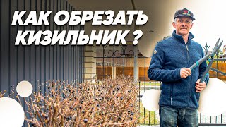 ОБРЕЗКА КУСТАРНИКОВ. Как Обрезать Кизильник? Обрезка Кизильника.