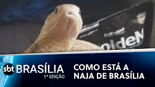 Saiba como está a naja de Brasília | SBT Brasília 1ª Edição 16/07/2021