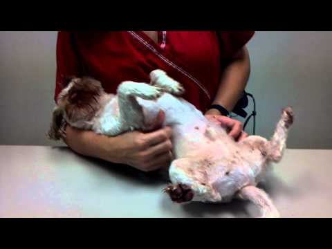 Video: Acepromazine - Medisyne- En Voorskriflys Vir Troeteldiere, Honde En Katte