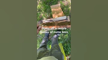 Walk away Split! Using swarm cells to start a new colony #homestead #beekeeping #honeybee #bees