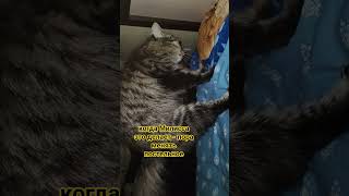 #кот #веселыекоты #смешно #cat #видосыоткота #прикольныекоты #кошка #котофейка #животные