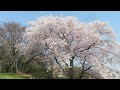 ５．４．４だいぎ桜