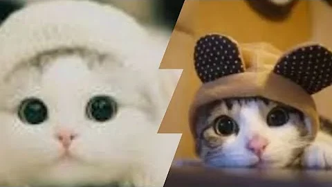 Video 11780381: funny baby cats cutest, amazing funny cats, cat lovers