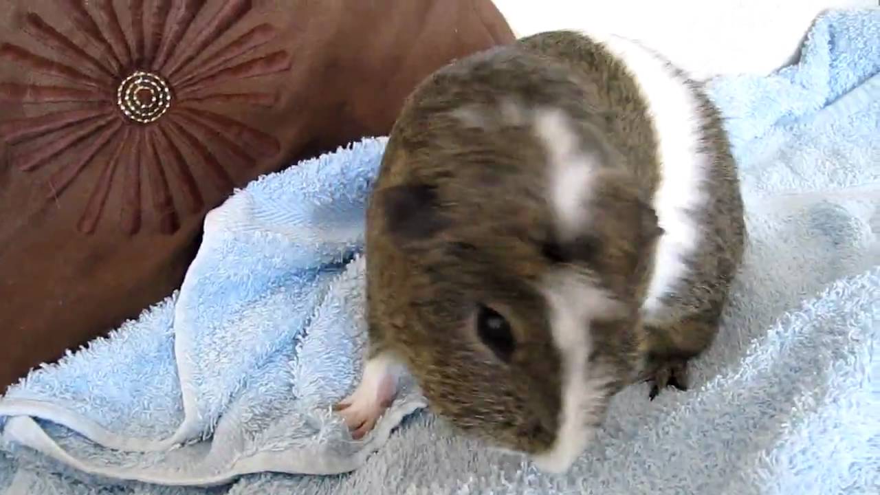 Guinea Pig tickle YouTube
