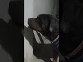 🐕#rottweiler #youtubeshorts #ytshorts #funny #entertainment #shorts 🐕