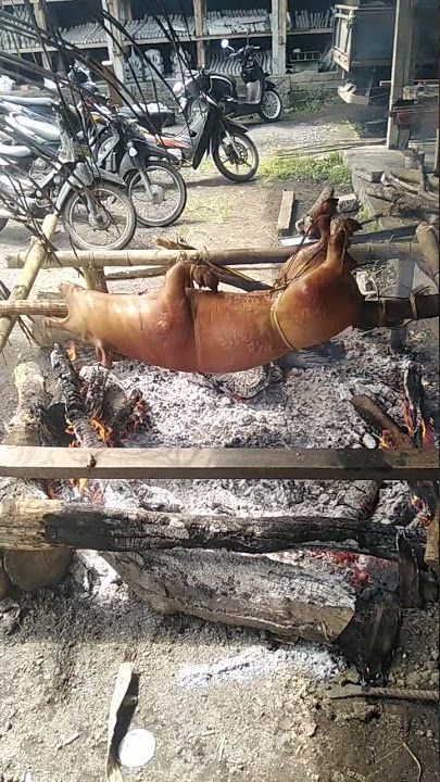 meguling guling kucit