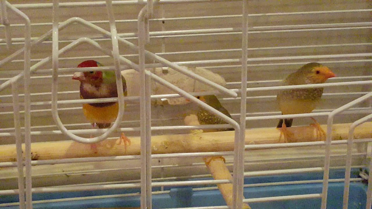 Gouldian and Star finch Sounds 
