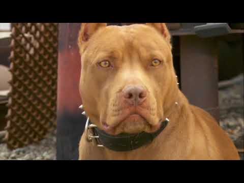 Monsters resurrected (Mega Beasts) Pitbull terrier Dogs Vs Titanis Walleri