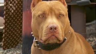 Monsters resurrected (Mega Beasts) Pitbull terrier Dogs Vs Titanis Walleri