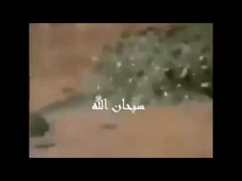 سبحان الله ضفدع ينقذ صغاره من الموت