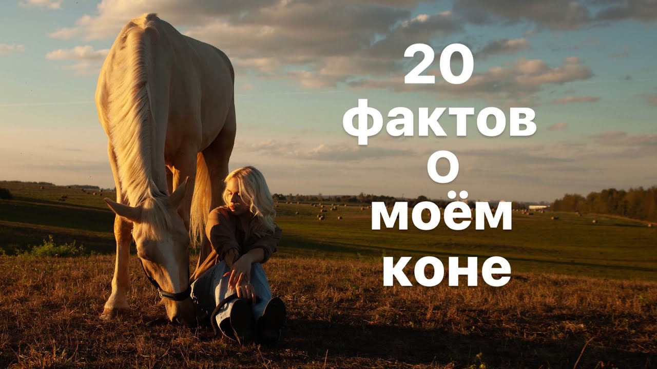 TAG: 20 фактов о моём коне