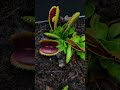 INSECTIVORES PLANTS NOT CARNIVOROUS PLANTS 🙄 EATING