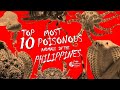 TOP 10 MOST POISONOUS ANIMALS IN THE PHILIPPINES | Nakalalason at Delikadong Hayop sa Pilipinas