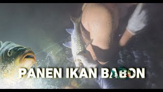 HARVESTING BABON FISH (A FISH THAT BIG USING ONLY HANDS)