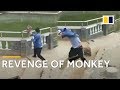 Monkey takes revenge after being pushed into pond