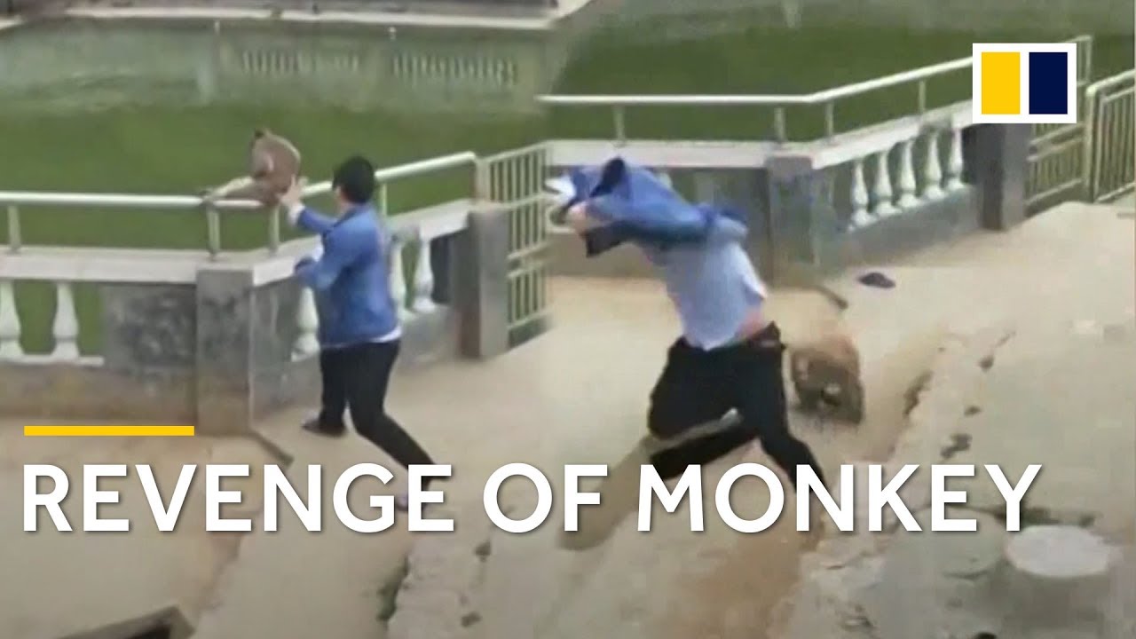 Monkey takes revenge after being pushed into pond