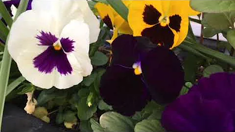 Early Spring Garden by Nancy Matlack