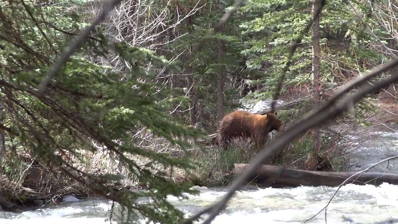 Mama bear and her cubs - YouTube