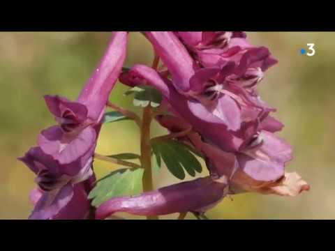 Vidéo: Corydalis : une description de la fleur. Corydale : reproduction, soins