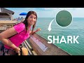 Shark at the beach in South Carolina 🦈 (vlog 3)