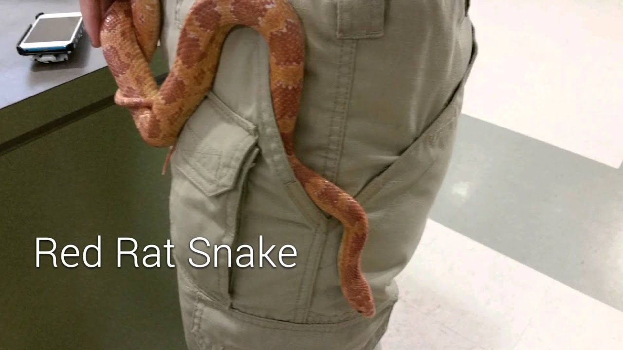 video phone beyonce mp3 2014 Wildlife On The Go: 1st year recap