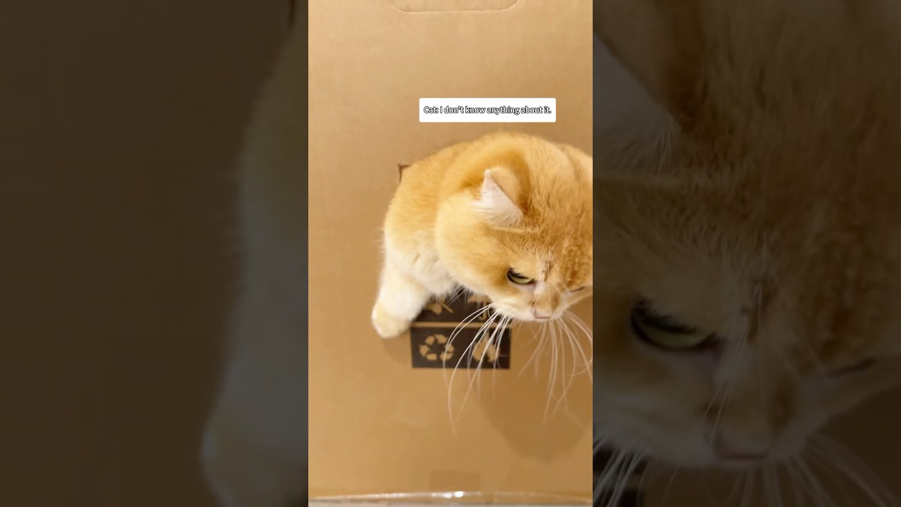 Found a secret cat club!