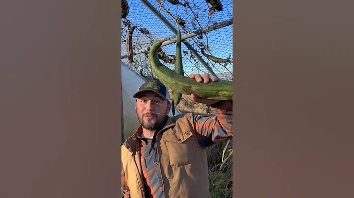 Should loofah be dried or green?!? #gardening #smallfamilyfarm