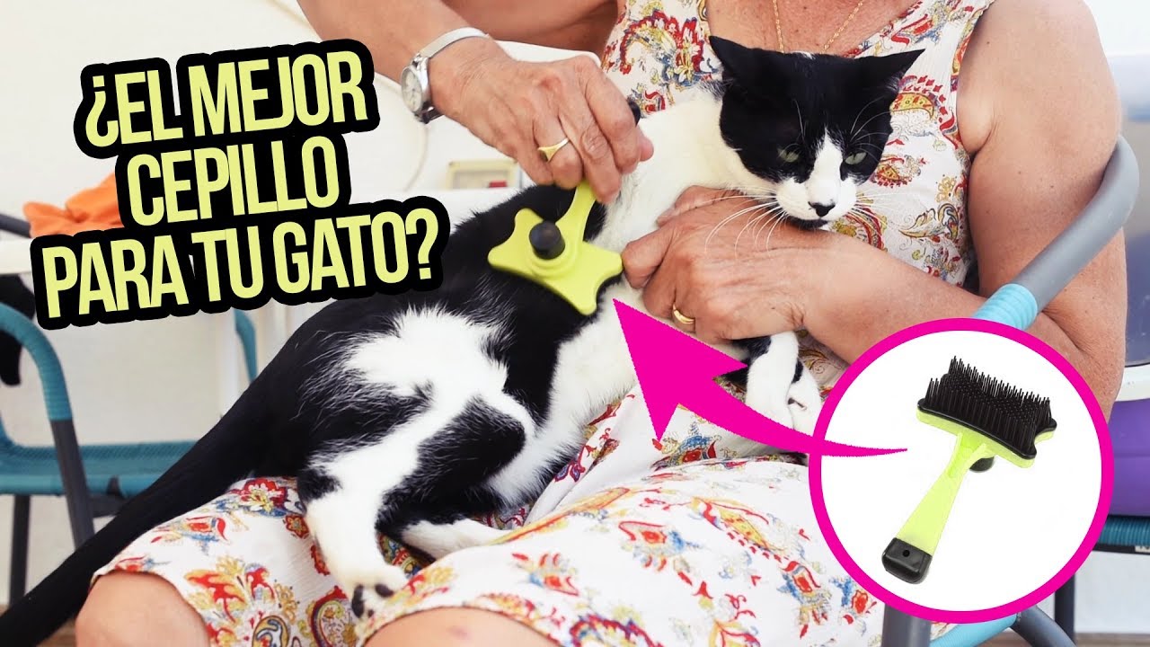 Cada Cuanto Debo Cepillar A Mi Gato Youtube