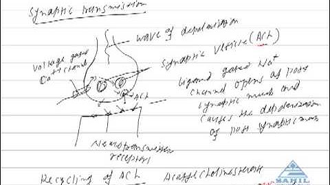 Nervous system-3 at www.simplylearnt.com
