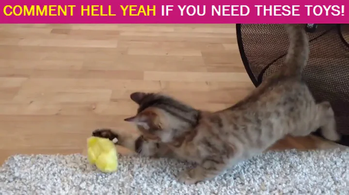 Amazing Cute cat play with this lovely chicken toy
