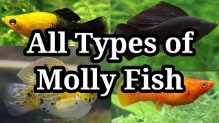 All Types of Molly Fish / #28