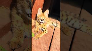 Serval Meow