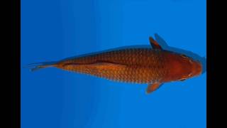 Koi Auktion Dainichi Chagoi Tosai Brownmonkey - 30Cm Kt2-0853