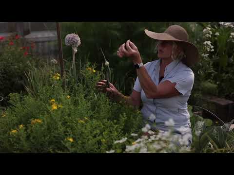 Video: Tipy na zber rastlín ľubovníka: Ako zbierať bylinky ľubovníka