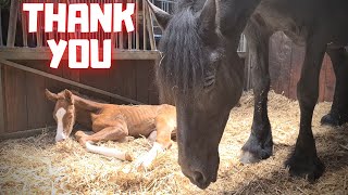 Is QueenUniek sad or is she thanking us for Rising Star? | Friesian Horses