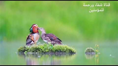 القارئ مهند العنبكي