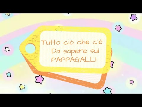 Video: Tutto Sui Pappagallini