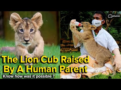 The Lion Cub Raised By A Human Parent I Know How Was It Possible ? Exclusive I Odishalinks