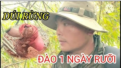 Dúi Rừng | Vất Vả Một Ngày Rưỡi Đào Hang/ Đã Tóm Được Em Dúi Khủng || Khám Phá.