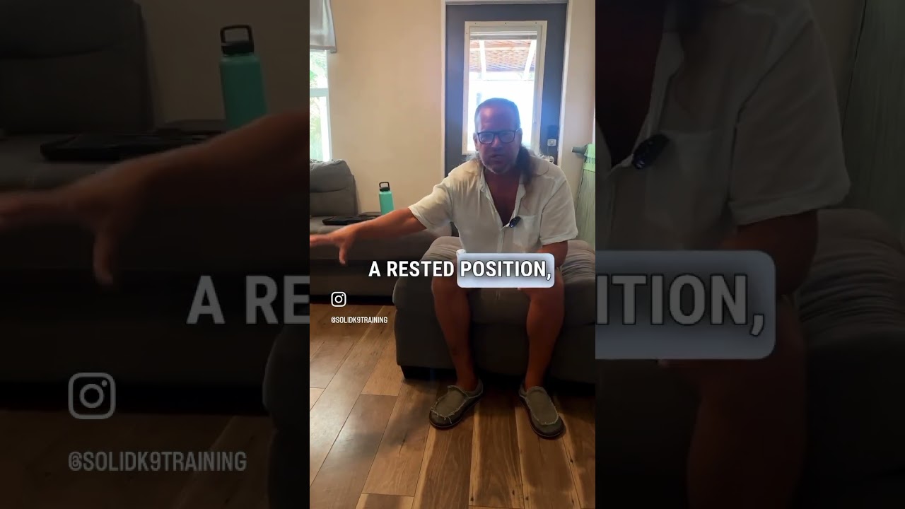 Kids and dogs safety 