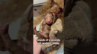 Our Newest Dendoodle Puppies Newborn Puppy Noises