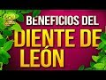 Beneficios Del Diente De Leon